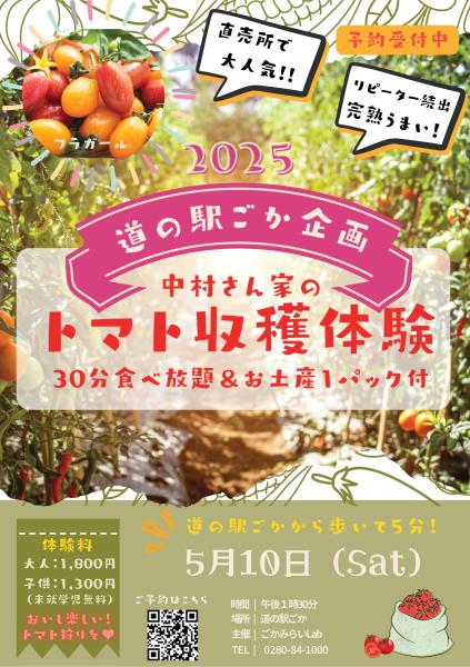 トマト収穫体験2025